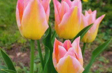 Sielanka Wydmy i Las - Foto 60