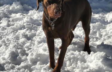 Appartamenti Pichler - Foto 8