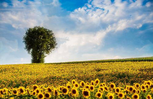 Live Your Dream - Foto 27