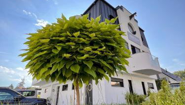 Lobster im Nauticum - Foto 2