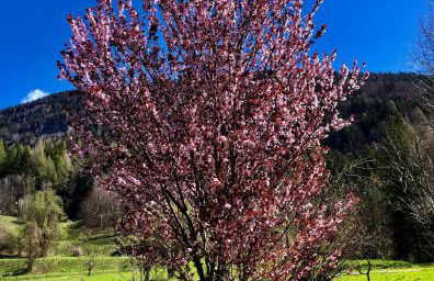 Residence Dolomiti - Foto 35