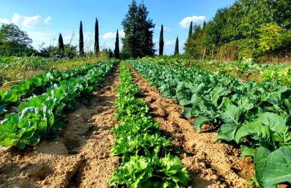 Agriturismo il Pino - Bioagricoltura - Photo 31