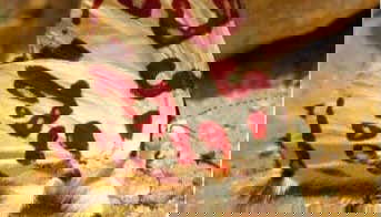 Mariposa de la finca