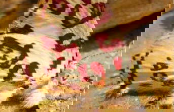 Orchid Farm Tour - Photo 5