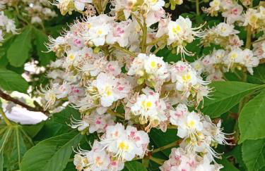 Gite Ferme du Marronnier - Foto 29