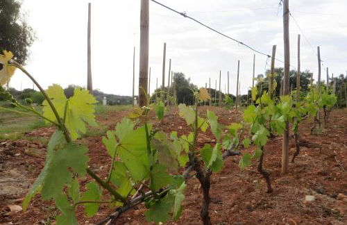 Quinta Magnólia - Foto 27