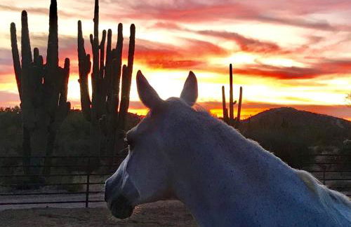 Rio Rancho Verde Two Bedroom Suite - Foto 78