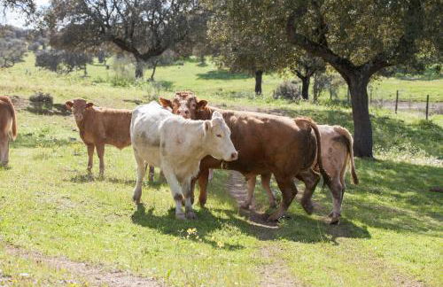 Herdade das Pintas - Foto 33