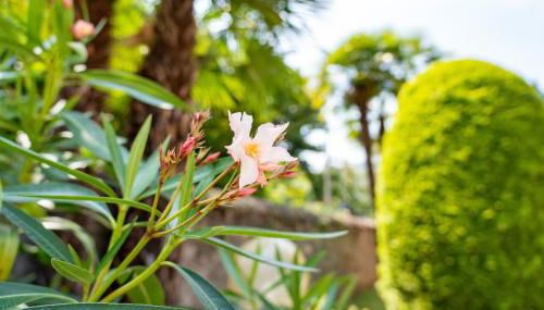 Casa Comparin Appartamento Lesa - Foto 2, Garden view