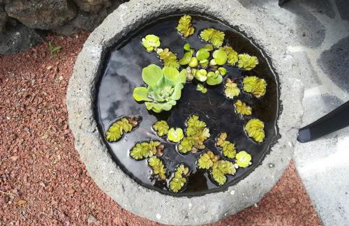 Casa das Sereias - Photo 25