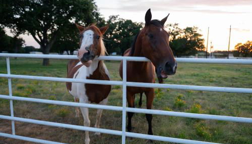 Dog-Friendly Texas Ranch with Patio, Horses On-Site - Foto 2