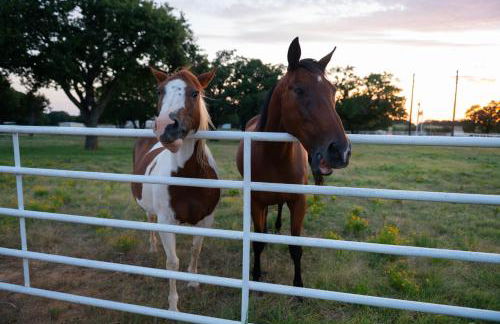Dog-Friendly Texas Ranch with Patio, Horses On-Site - Foto 2