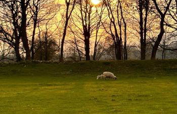 Galboly Cottage - Photo 57