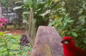 Refúgio na Natureza em Guaratuba - Foto 16