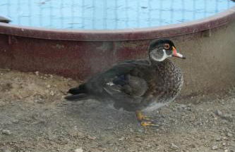 Quintinha de Sá - Foto 19