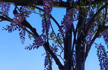 Casa del Poggio Barone - Limone - Foto 1