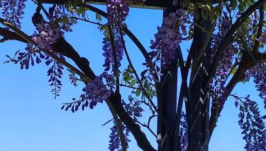 Casa del Poggio Barone - Limone - Foto 1, Garden