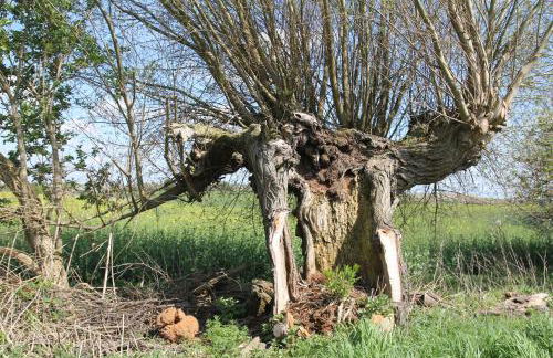 Ferienwohnung Am Weltnaturerbe Grumsin - Foto 18