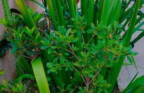 Casa da Ana - Foto 48