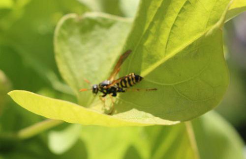 Schwoererhof - Photo 4