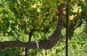 Villa MELANY Casa Vacanza - Foto 12