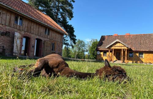 Farma Puchałowo - Foto 5