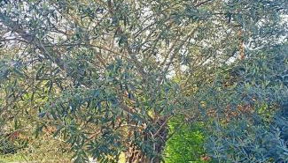 Villa Antonina 2 - Foto 4