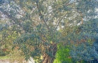 Villa Antonina 2 - Foto 4