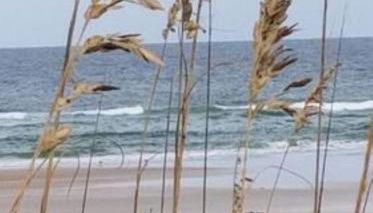 Island Life - Foto 5