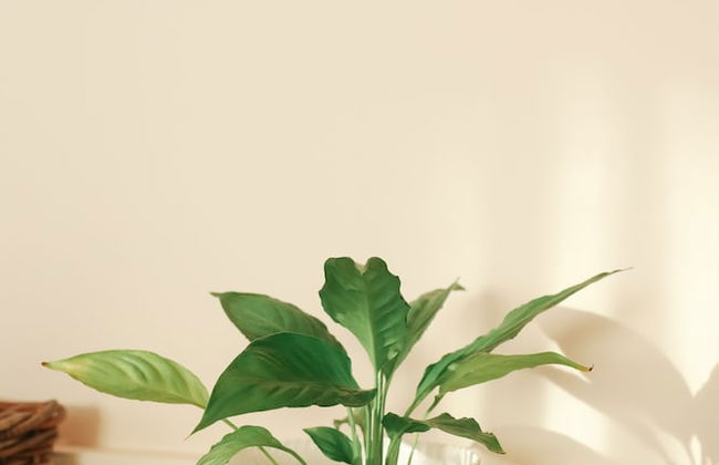 I Love Dão - Casas Da Fraga - Foto 21