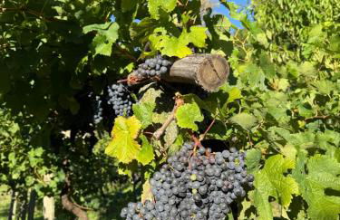 Casa Nonna Nina - Foto 19