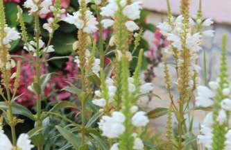 Apartments by the sea Kraj, Pasman - 331 - Photo 13