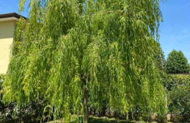 Gondola House - Foto 35