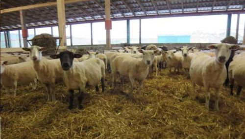 Ferienhof Landfrieden - Foto 5