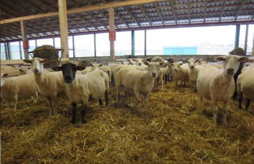 Ferienhof Landfrieden - Foto 5