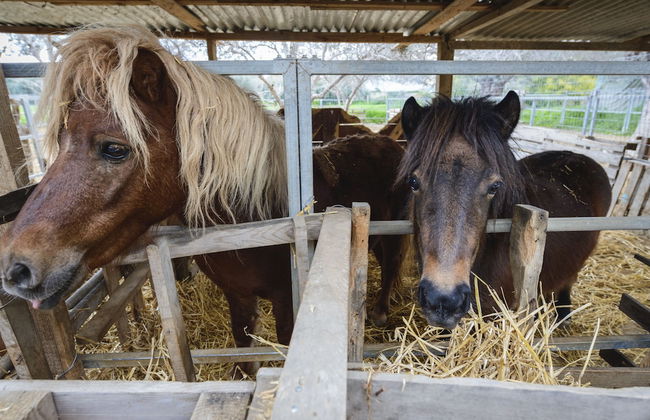 Hadjios Valley - Foto 17