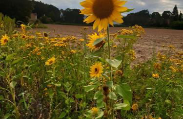 Palminas Ferienwohnung OG - Foto 44