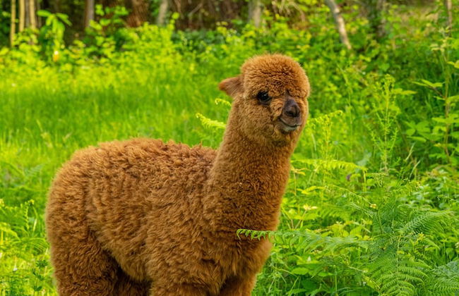 Alya Kartepe Villa Hotel - Foto 57