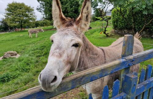 Ddol Cottage Traditional Coastal cottage nr Llangrannog & New Quay with Donkeys - Photo 7