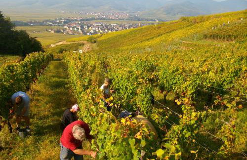 Alsace Appartements Meyer-Krumb - Foto 18