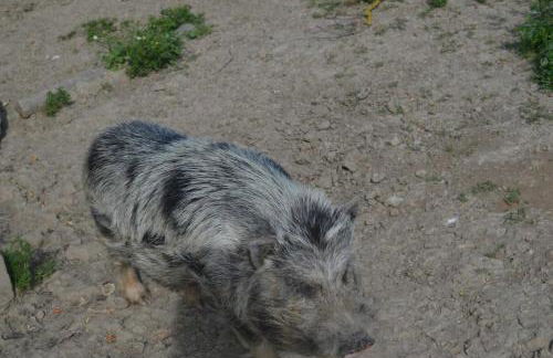 Roumanieu le gite - Photo 23