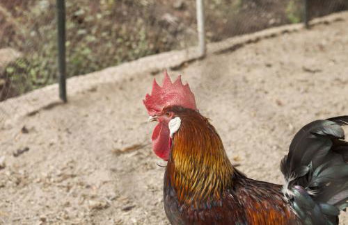 Cortijo La Algallumbilla - Foto 67