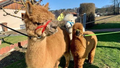 Ferienhaus Zillendorf - Foto 3