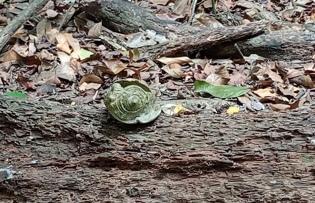 Tour por el bosque Kaya Kinondo - Foto 7