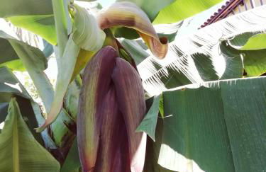 Finca Las Tapias, Casa Mañé - Foto 55