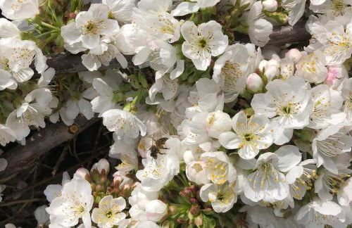 La Duquesa del Valle - Foto 28