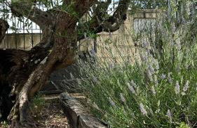 Apartamentos el Olivo - Foto 14