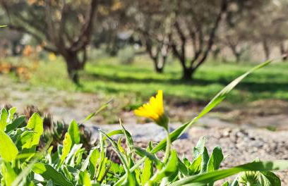 Cortijo AguaChá - Foto 24