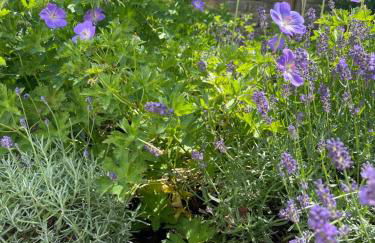 Petite Lavande - Foto 19