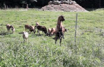 Holiday Home Marco in Eppenschlag by Interhome - Foto 27